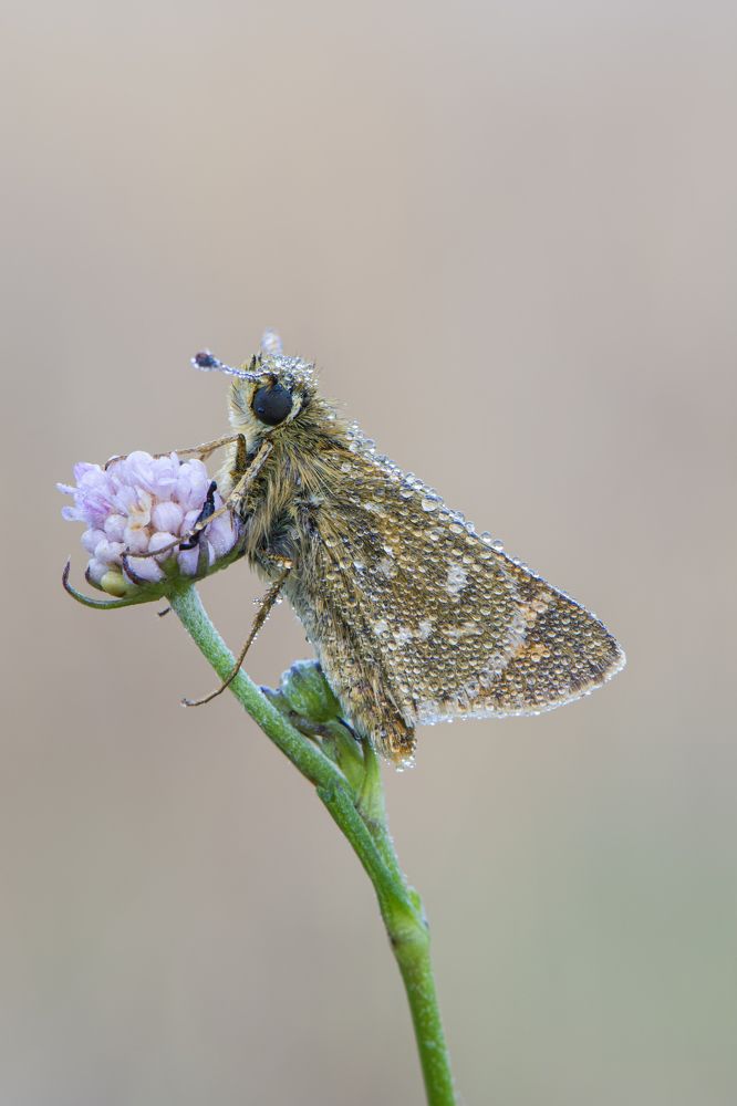 Hesperia comma covered in dew drops
