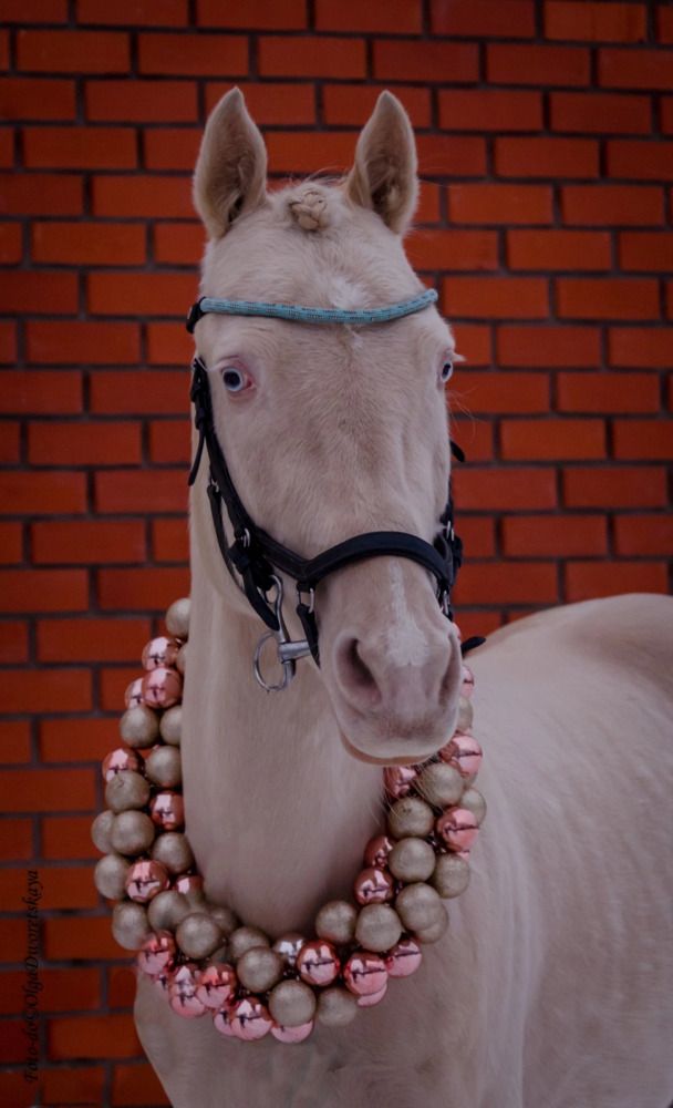 Изабелловый ахалтекинец