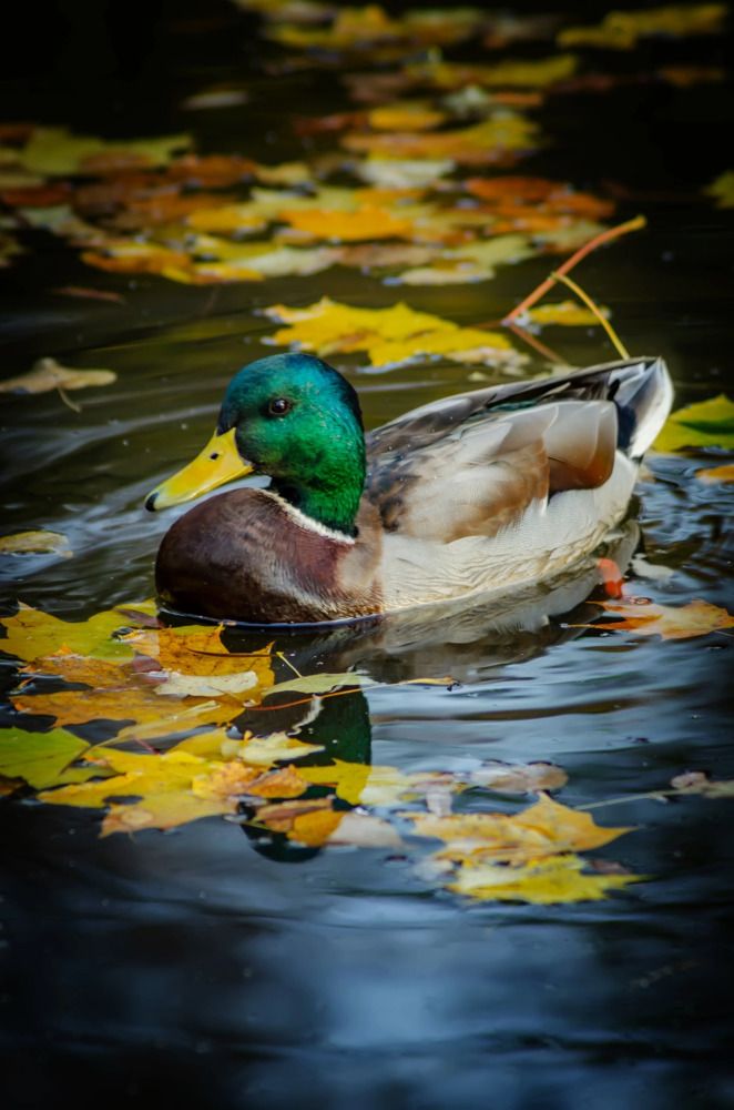 Photograph by Ольга Заповедная