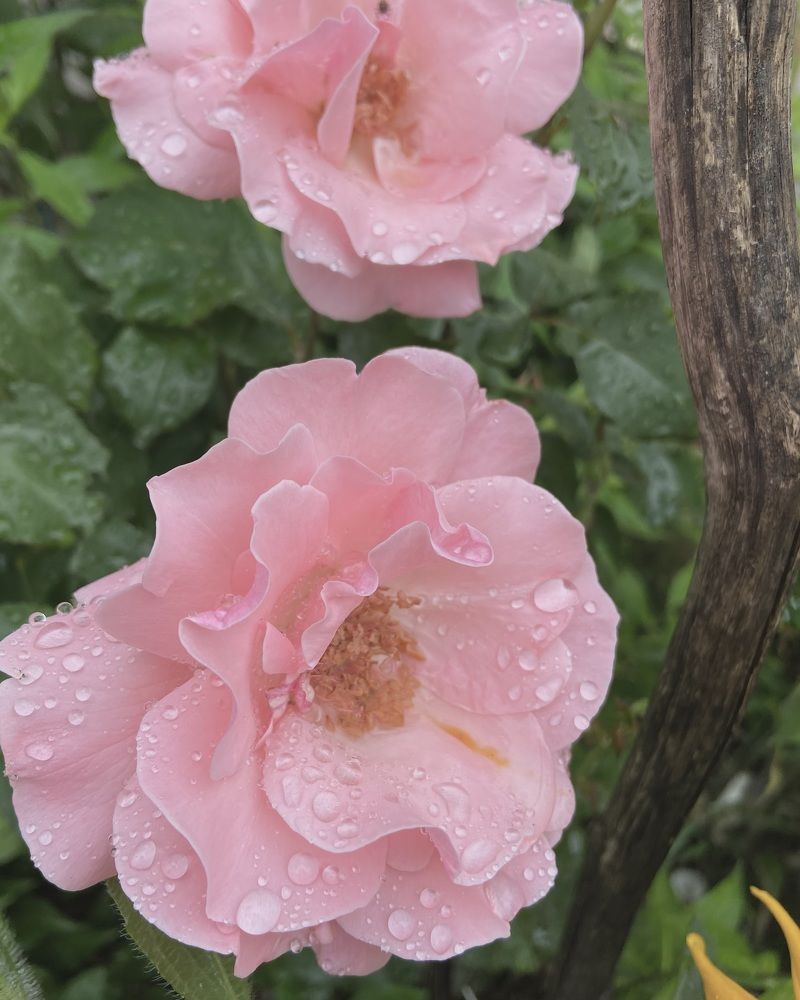 Photograph by Светлана Станевич