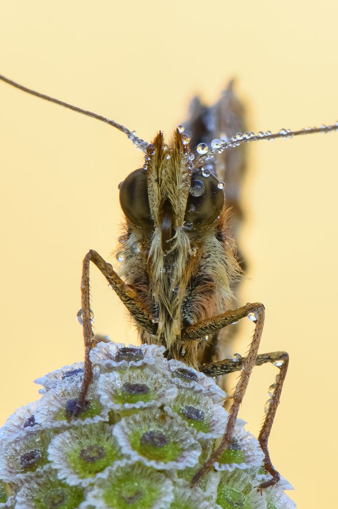 Clossiana dia with drops at dawn