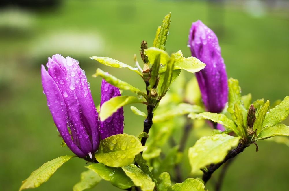 Photograph by Роман Приходько