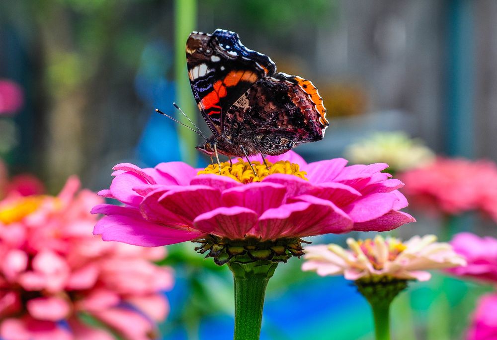 Photograph by Олеся zme