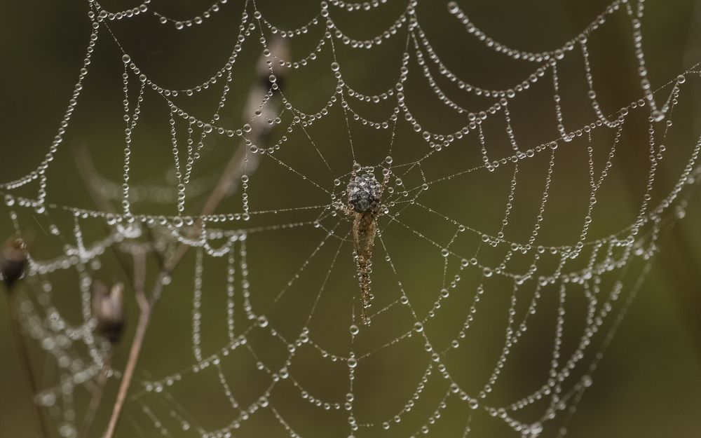 Photograph by ПУЗЕНКО ДМИТРИЙ