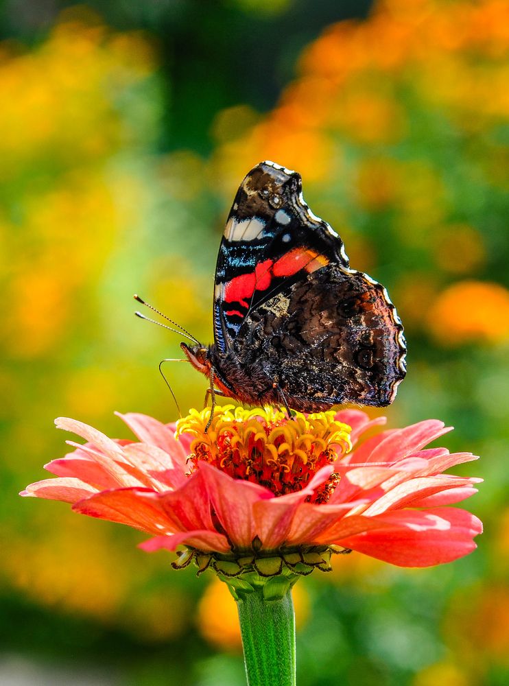 Photograph by Олеся zme