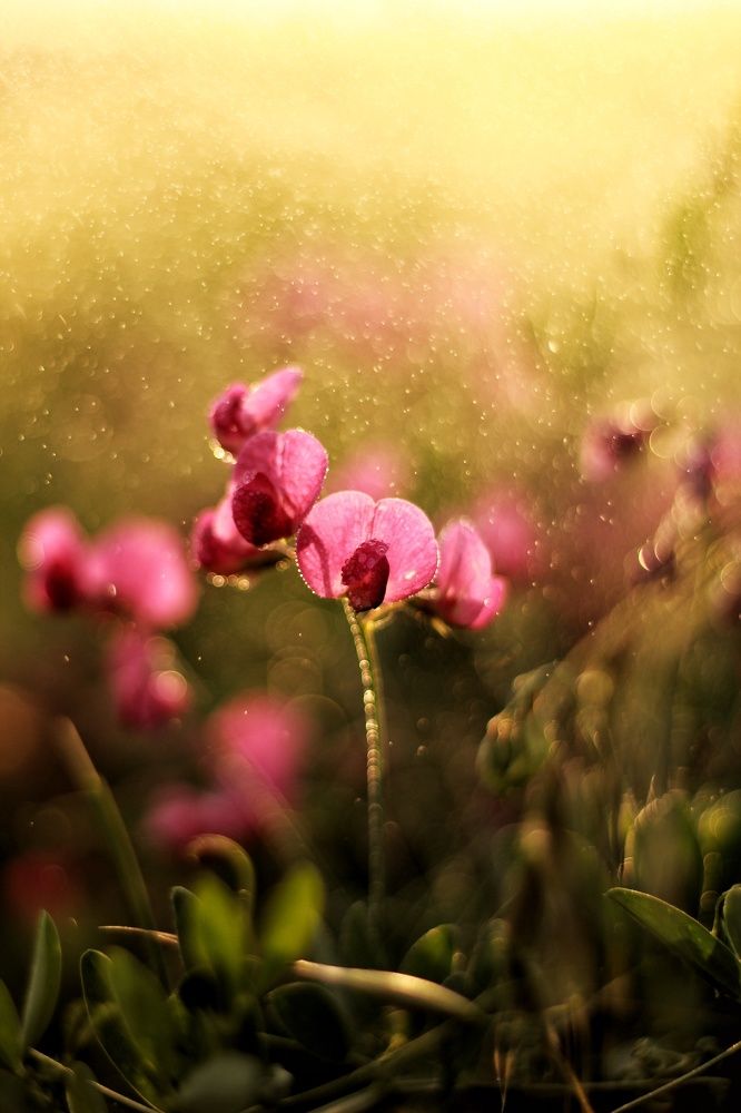 Photograph by Наталья Исиченко