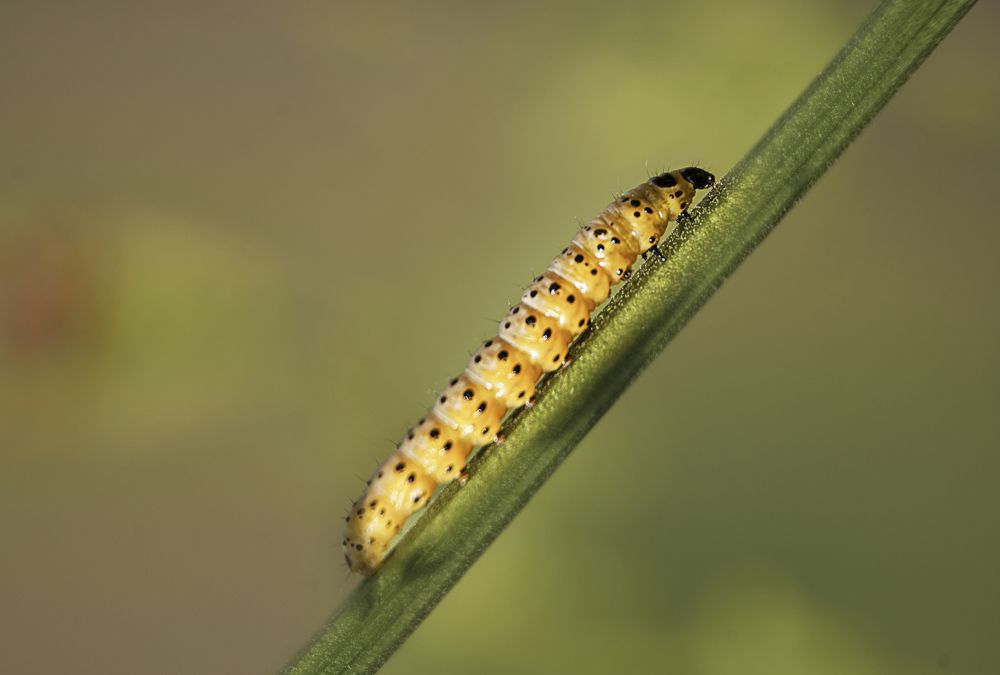 Photograph by Наталья Быстрая