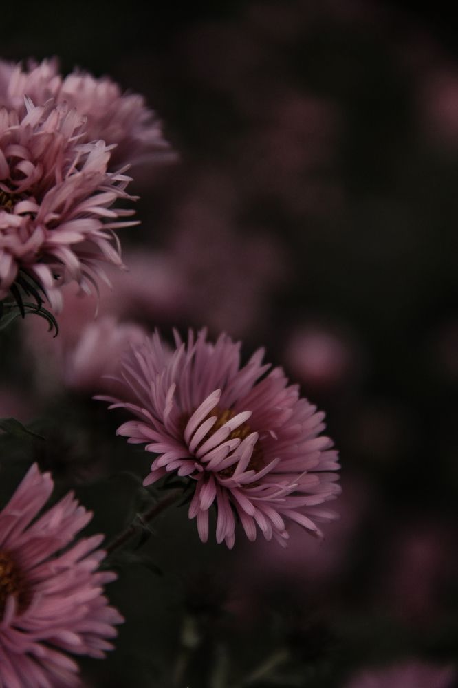 Photograph by Анастасия Псарёва