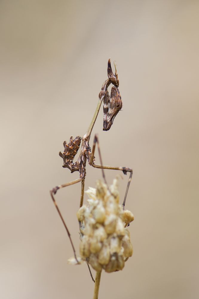 Empusa fasciata in autumn