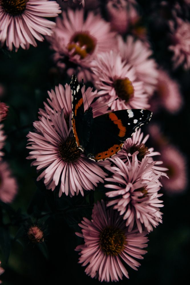 Photograph by Анастасия Псарёва