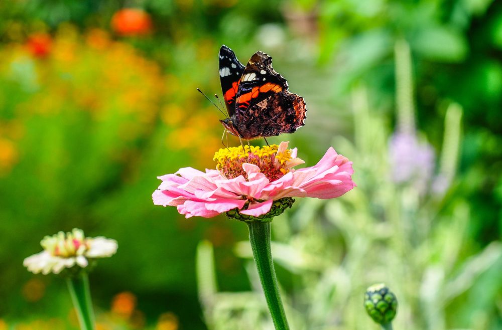 Photograph by Олеся zme