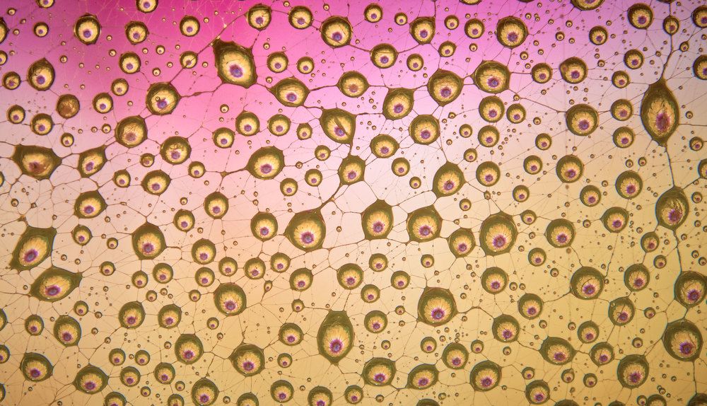 Photograph by Boris Bekelman