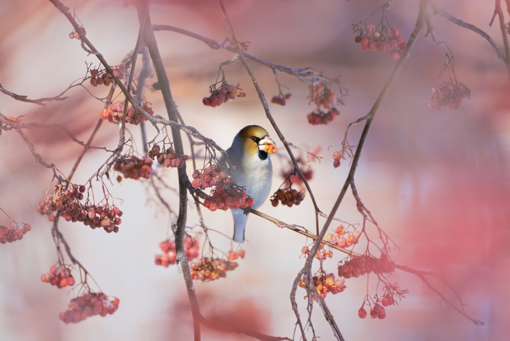 Photograph by Александр Перегудов