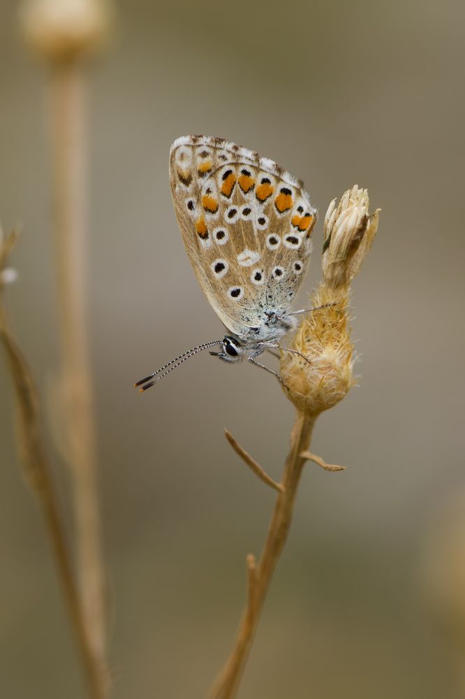 Polyommatus bellargus with autumn colors