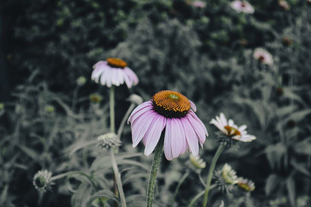 Photograph by Anna Gancheva