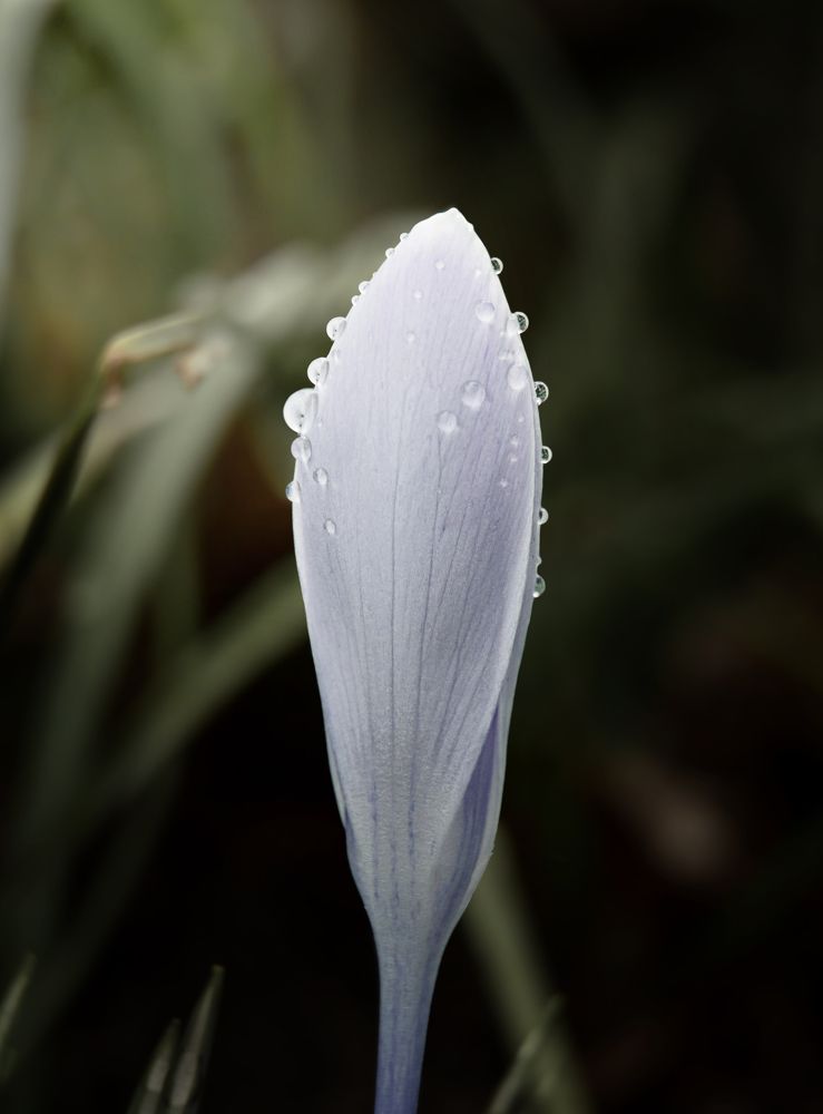 Photograph by Наталья Быстрая