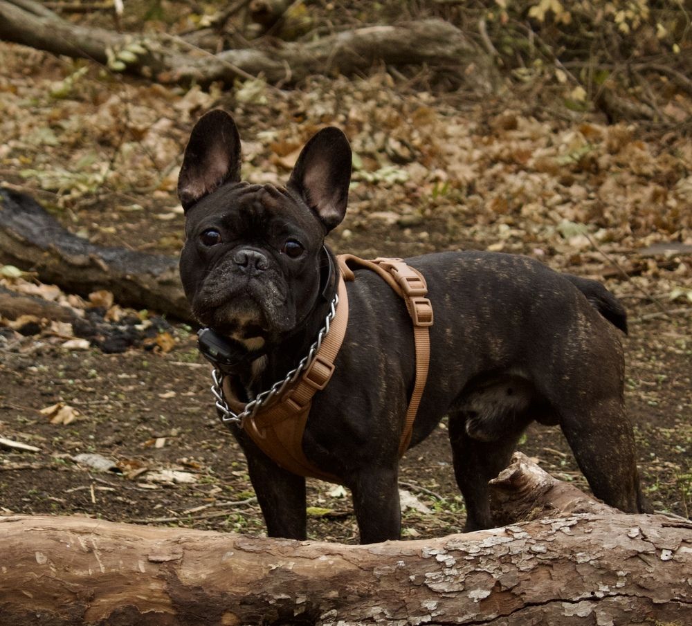 Фотография автора Tatiana Gongharova