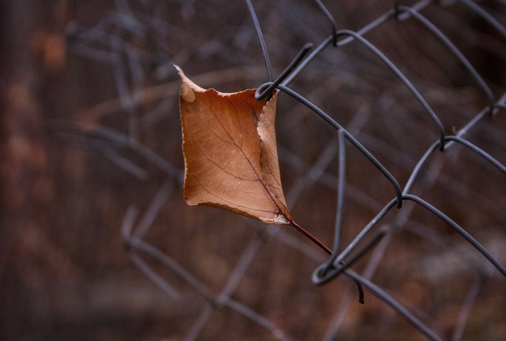 Фотография автора Tatiana Gongharova