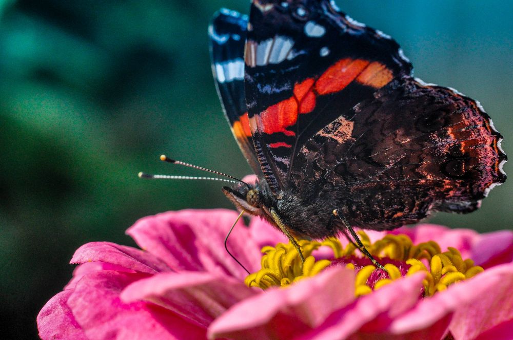 Photograph by Олеся zme