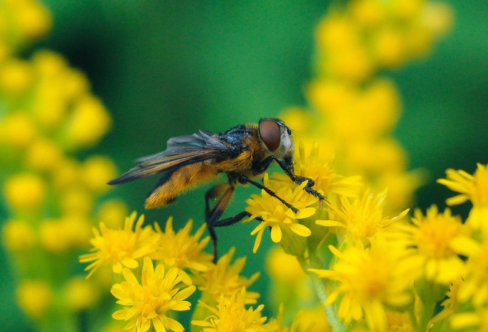Photograph by Олеся zme
