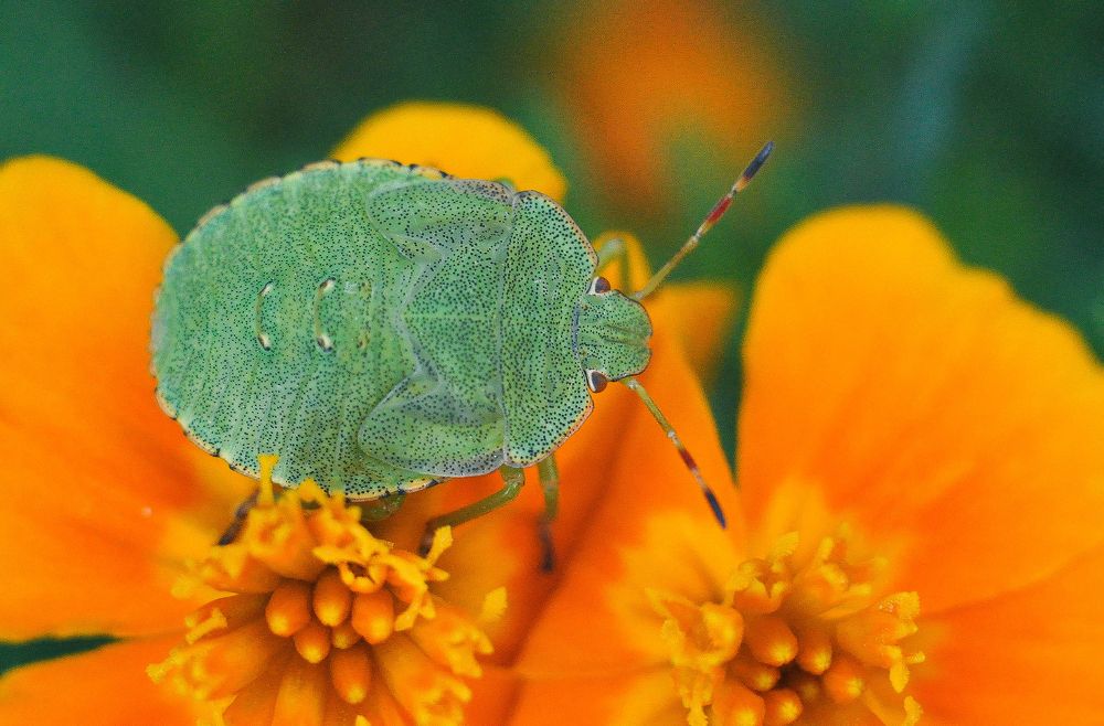 Photograph by Олеся zme