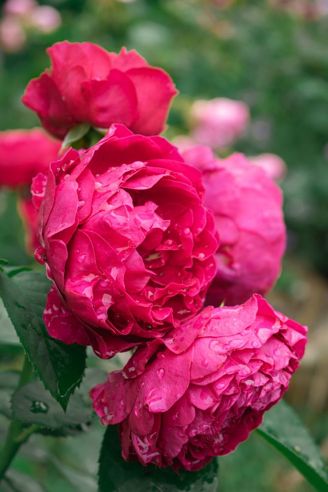 Photograph by Галина Ноздрина