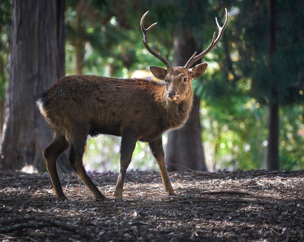 Photograph by Boris Bekelman