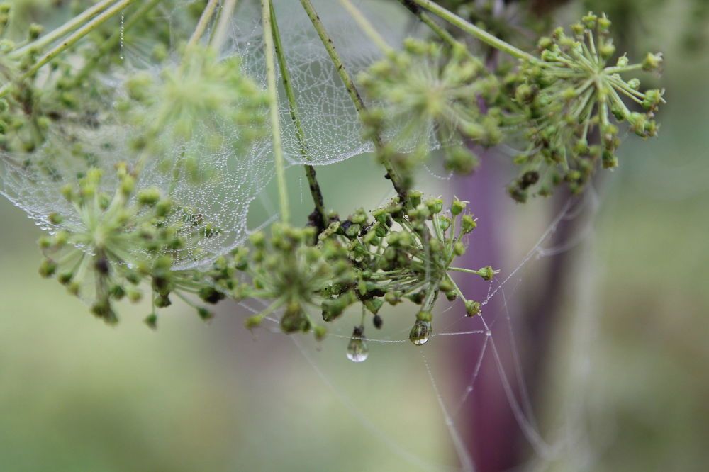 Photograph by Светлана Карлова