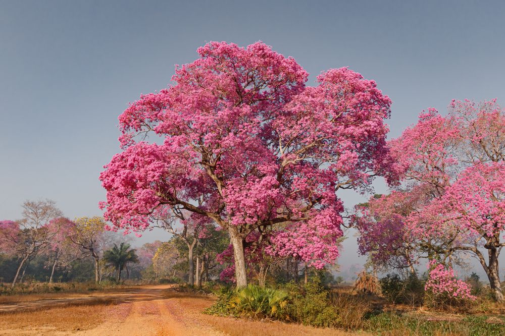 Photograph by Valdir Hobus