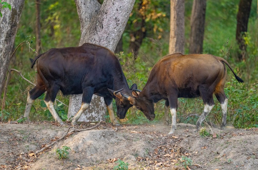 Photograph by Nitin Baste