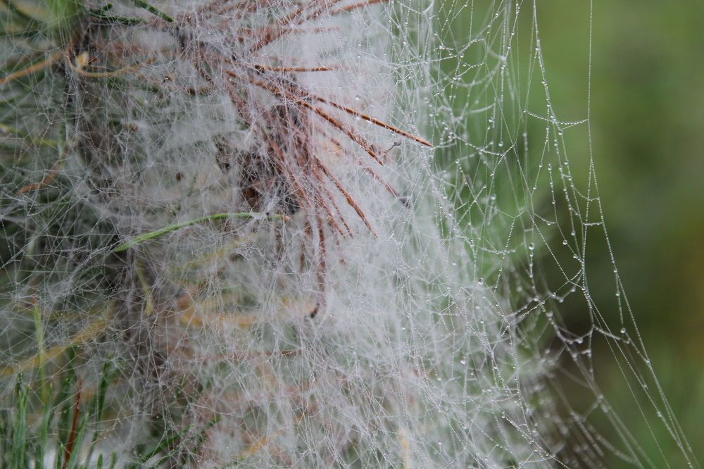 Photograph by Светлана Карлова