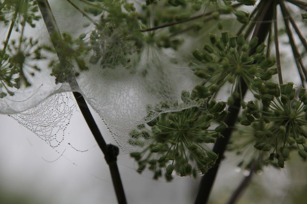 Photograph by Светлана Карлова