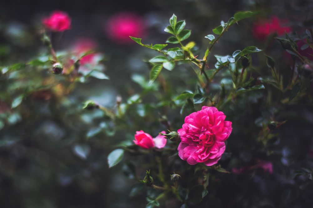 Фотография автора Soňa Šerá