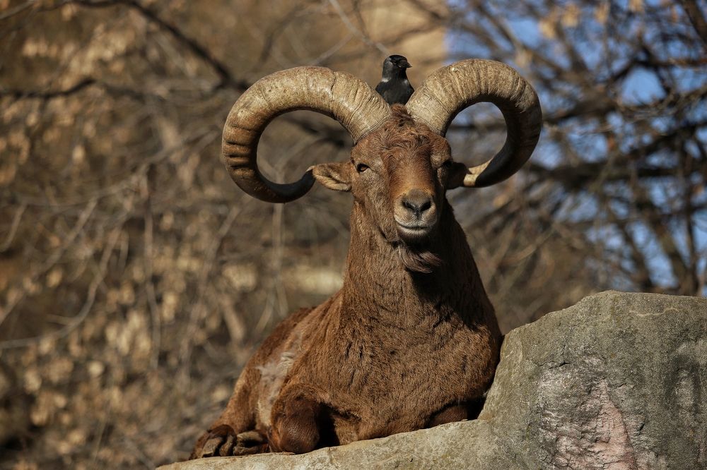 Фотография автора Елена Кириллова