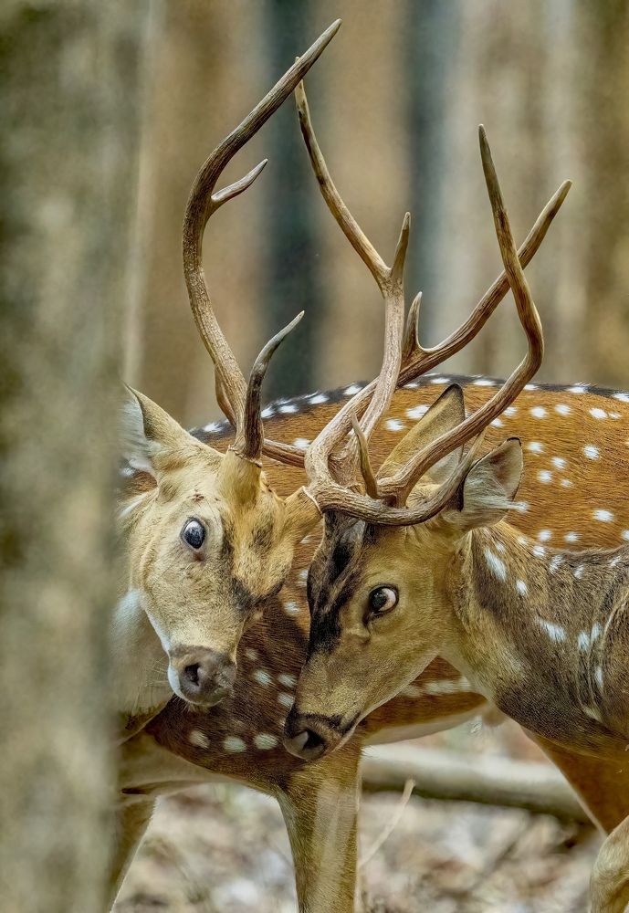 Photograph by Nitin Baste