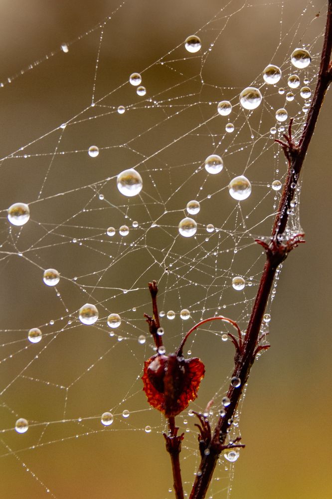 Фотография автора Максим Светличный