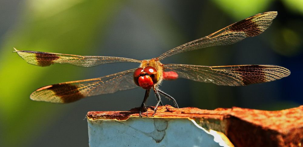 Photograph by Александр