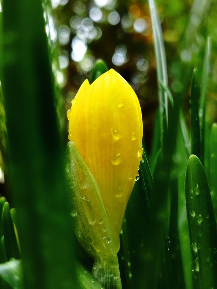 Фотография автора JELENA VASIC