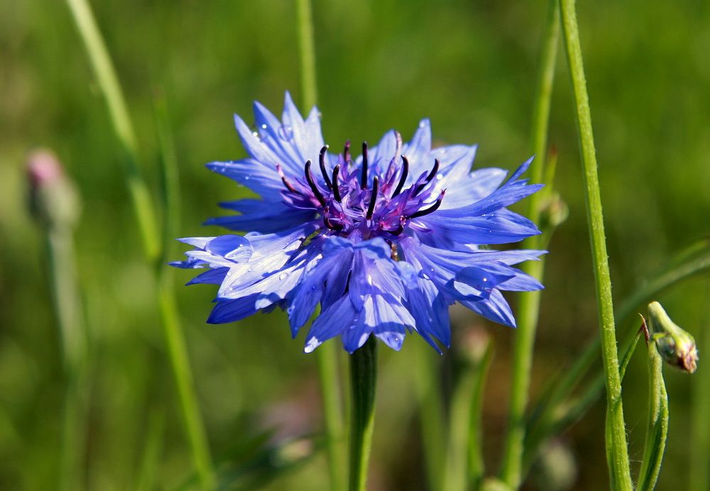 Фотография автора Nelya  Lysenko
