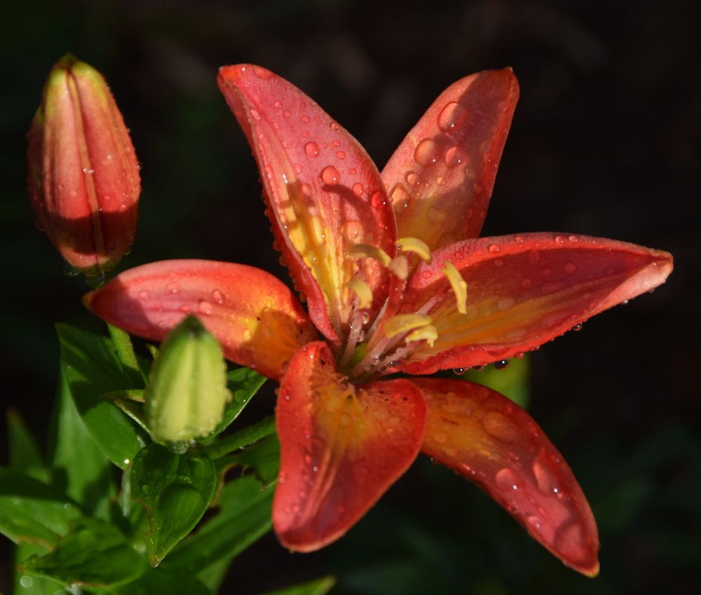 Photograph by Galina Leskova