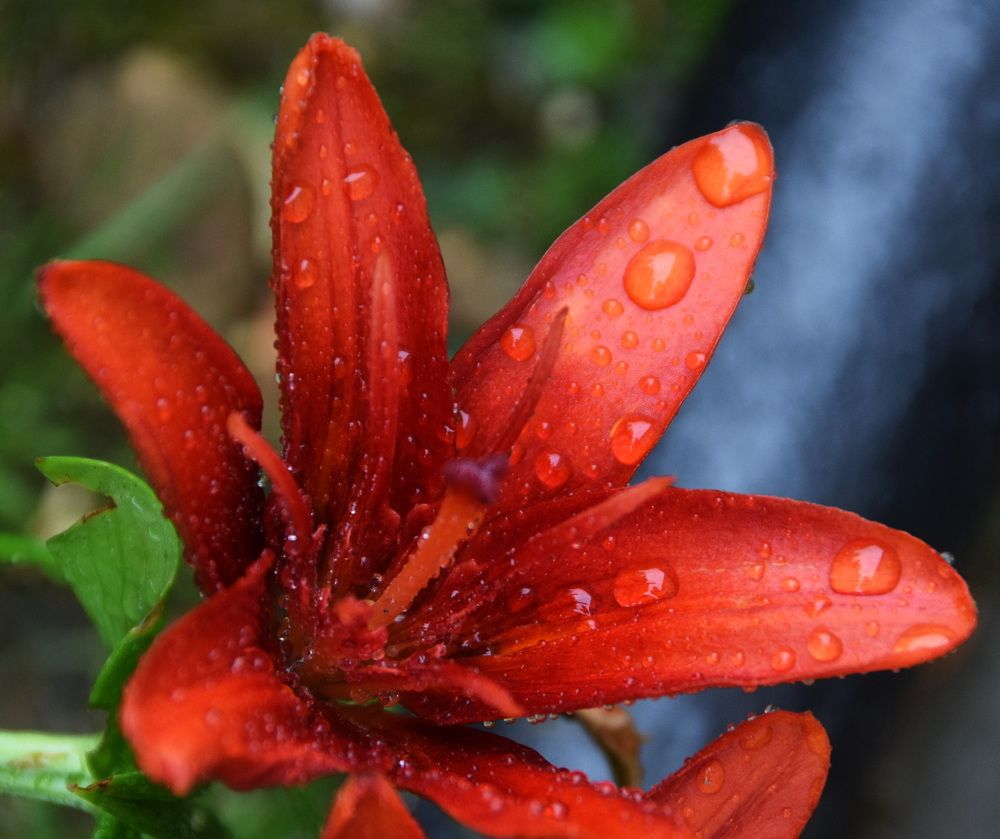 Photograph by Galina Leskova