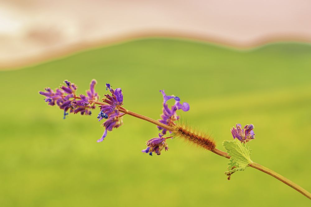 Photograph by mk4oto