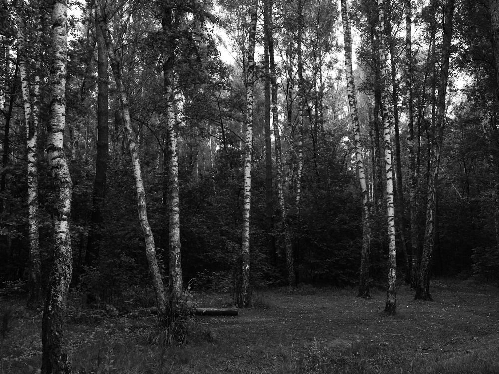 Photo #11463619