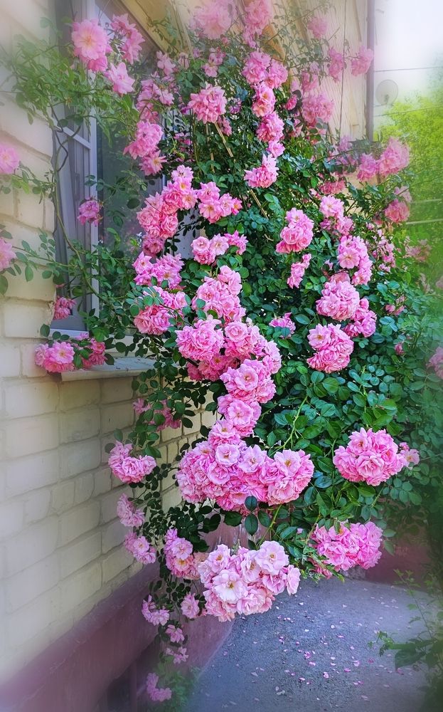 Photograph by Алла Холодова