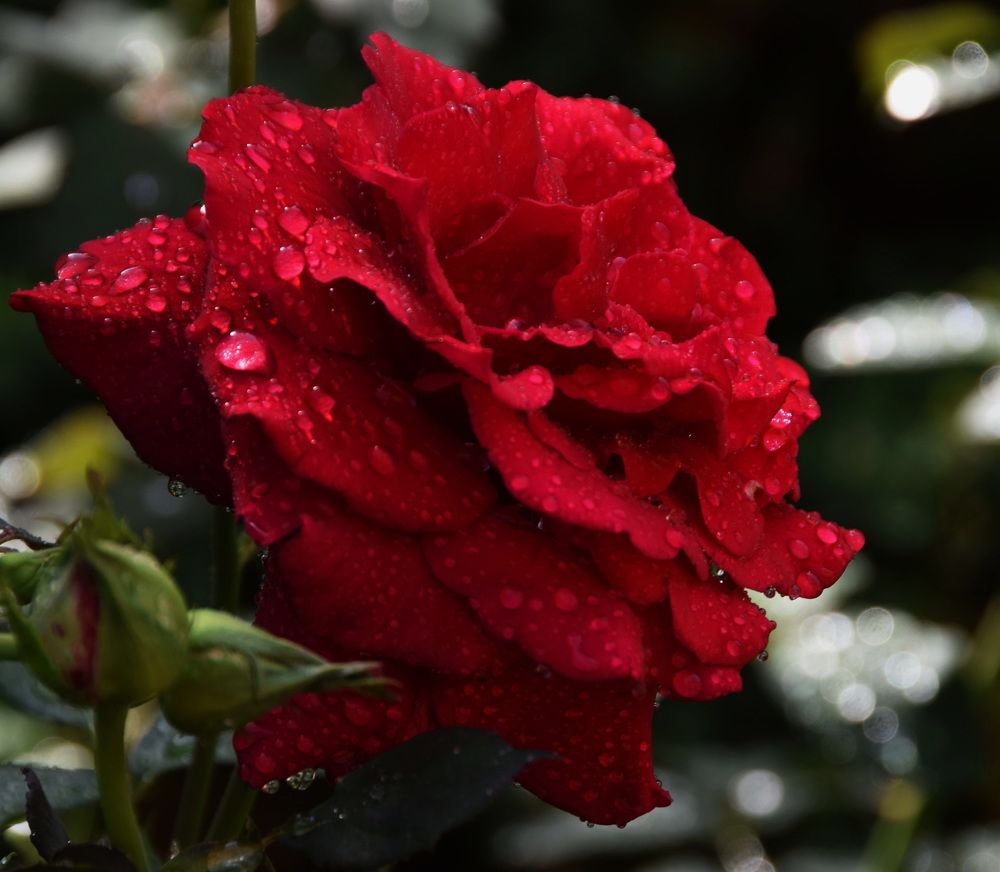 Photograph by Galina Leskova