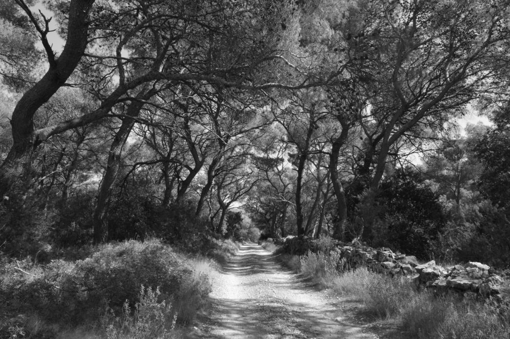 Under the pines