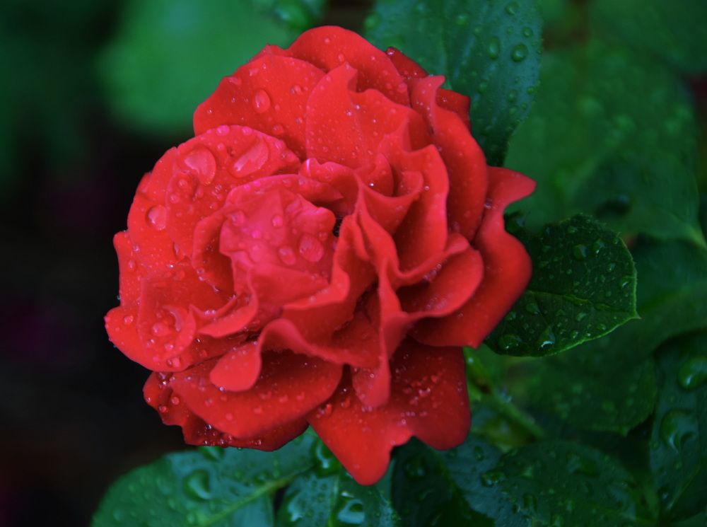 Photograph by Galina Leskova