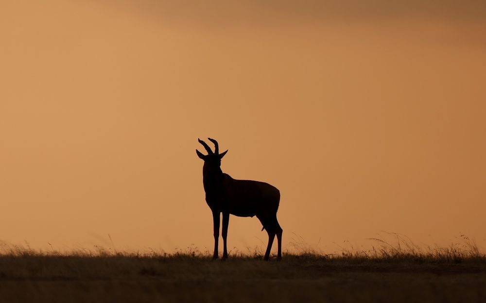Sunset in savanna
