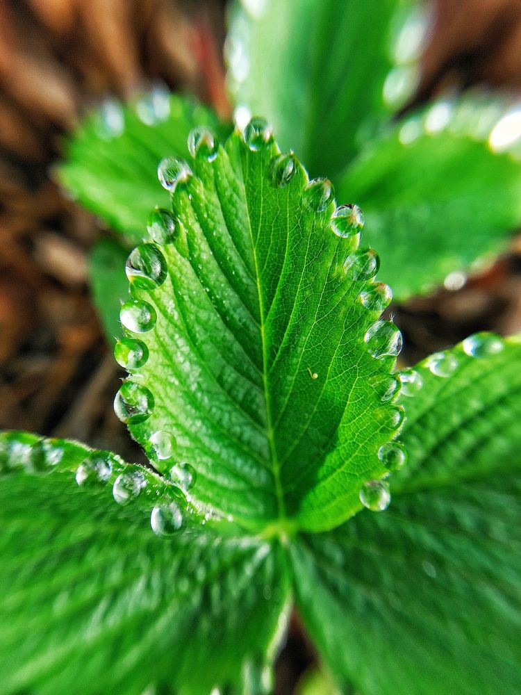 Photograph by Эльвира