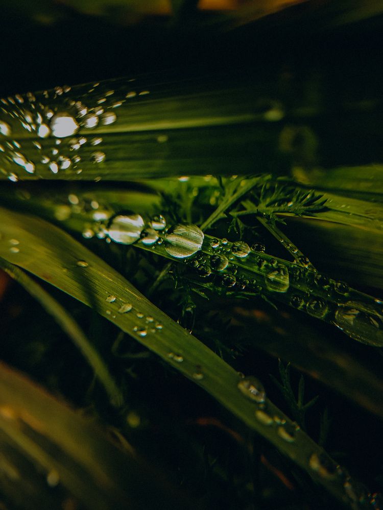 Фотография автора Алиса Исаева